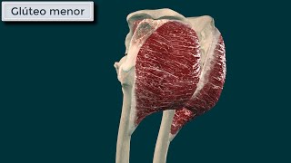 Gluteo Menor Origen Inserción Función e Inervación [upl. by Hammerskjold]