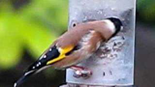 Goldfinch and bird song ♪♫  British Birds UK  wildlife videos [upl. by Keyes690]