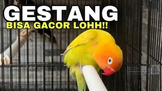 Solusi dan perawatan lovebird GESTANG gesek tangkringan [upl. by Otsuaf647]