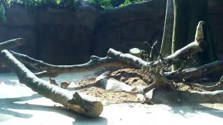 Meerkats at the Singapore Zoo 720p HD [upl. by Mars753]