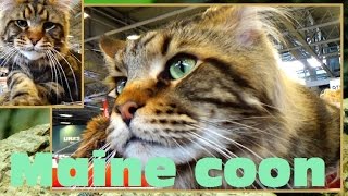 Maine coon  Felis silvestris catus  Paris animal show 2016  17012016 [upl. by Crudden713]