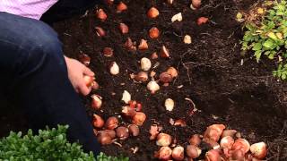 How To Plant 100 Tulips in 30 Minutes [upl. by Amble730]