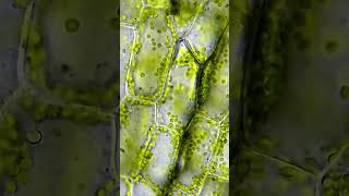 Chlorophyll II Leaf II Photosynthesis II Plant II viralshortsshortsfeedshortsscienceplantstop [upl. by Ghassan]