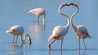 Avifauna Italiana 8 Il Fenicottero Phoenicopterus roseus [upl. by Nosauq]