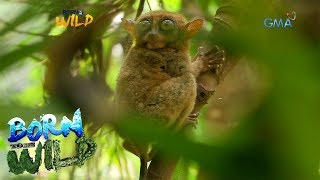 Born to be Wild The Philippine tarsiers [upl. by Notniv649]