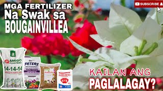 BOUGAINVILLEA CARE  ANONG FERTILIZER ANG SWAK SA BOUGAINVILLEA KAILAN ANG PAGLALAGAY [upl. by Olly528]