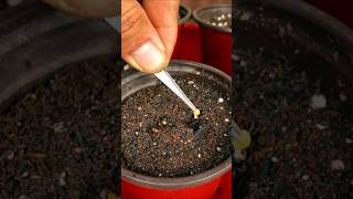 How to grow eggplants from seeds [upl. by Nahgrom]