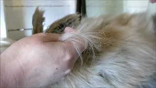 Plucking A Giant Angora Rabbit [upl. by Frodi]