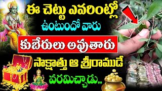 ఈ చెట్టు ఎవరింట్లో ఉంటుందో వారు కుబేరులు అవ్వడం ఖాయం Amazing Health facts of Lawsonia Inermis [upl. by Eiwoh489]