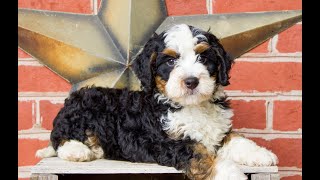 Mini Bernedoodle Puppies for Sale [upl. by Myrna]