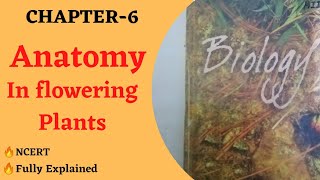 Anatomy of flowering plants ch6 Biology  Class 11 For NEETCBSE  Full Ncert explained🔥🔥 [upl. by Hsakiv]