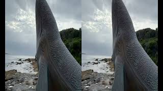 Spatial Video  Whale Sculpture Kurnell [upl. by Woody]