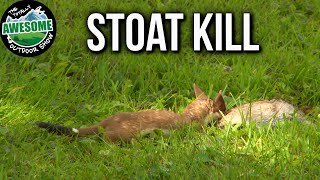 Stoat Kills Rabbit on Camera  TAOutdoors [upl. by Lennox]