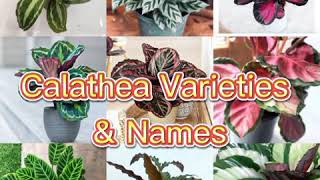 Calathea Varieties amp Names [upl. by Ylrebmit]