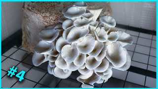 🍄 4 Essai de culture du PLEUROTE BLEU Pleurotus columbinus [upl. by Lynette]