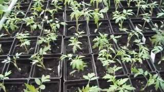 Tomato Seedlings and Transplants for the New Greenhouse [upl. by Leirum974]