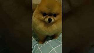 трагичный поворот dogs собака pekingese pets pomeranian dog шпиц pug shihtzu pom funny [upl. by Leahcimnaes]