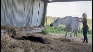 Séance bienêtre cheval massage équin [upl. by Attebasile]