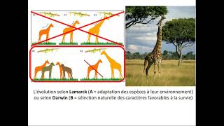 SVT 2nde  THÈME 1  33 les mécanismes de lévolution  spéciation 12 [upl. by Strep]