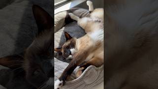 Napping Snowshoe Siamese Cat [upl. by Elohcin963]