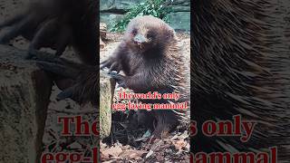 Fascinating facts about Echidnas🙀 voice of the knowledge 20 shorts viralshorts shortsfeed [upl. by Natassia]