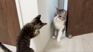 保護した子猫ともち様が初対面したら予想外のとんでもない展開になっちゃいました… [upl. by Curry]