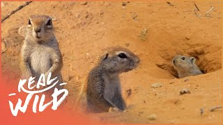 Surviving The Driest Place In South Africa  Kalahari Desert Documentary  Real Wild [upl. by Primaveras]