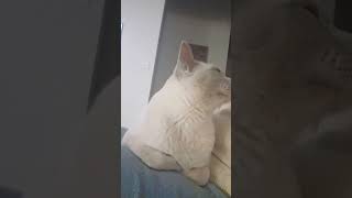 My Burmese Cat Snowy loves exercising with me funnycats catlove Australia [upl. by Rebeca153]