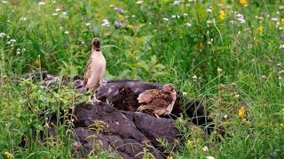 common Quail male  Bater ki Awaaz 2024 [upl. by Nnylyma]