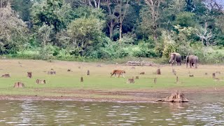 Kabini Tiger Sighting  Boat Safari [upl. by Merp]