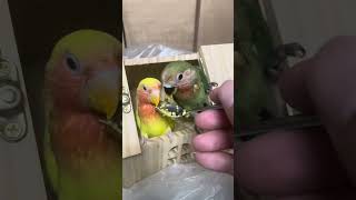 It’s time to feed the birds again do you like it birds birdfeeding birdcare parrotfeeding [upl. by Aduh]