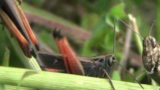 Grillo canterino  Singing Cricket [upl. by Ylrebmi549]