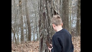 Shagbark Hickory Syrup [upl. by Ahders]