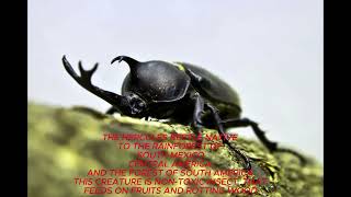 The Hercules Beetle [upl. by Acinomaj]