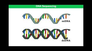 DNA Sequencing  Pyrosequencing [upl. by Glover853]