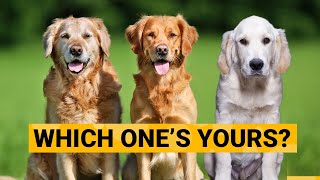 3 Types of Golden Retrievers and How to Identify Them [upl. by Nap]