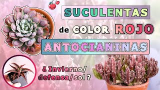 🍓 ANTOCIANINAS  ¿CÓMO tener SUCULENTAS ROJIZAS 🍇 ¿INVIERNO  BIOLOGÍA  suculentas invierno [upl. by Eecram810]