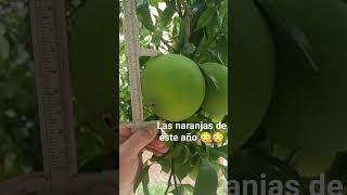 Has visto alguna así 🍊😳 naranjo naranjas [upl. by Rivy]