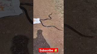 👀👉भारत का सबसे तेज साँप😱😳घोड़ा पछाड़ साँप 🐍snake cobra [upl. by Sialac]