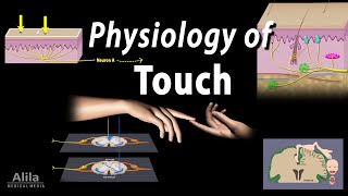 Physiology of Touch Receptors and Pathways Animation [upl. by Cleasta]