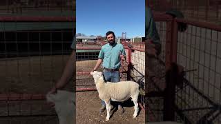 Caseous Lymphadenitis in Sheep and Goats [upl. by Ym]