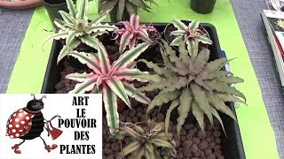 conseil jardinage  cryptanthus Comment faire la Culture et division Broméliacées Plante verte [upl. by Cohen]