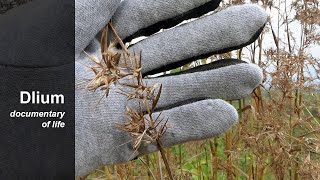 Citronella grass Cymbopogon nardus  part 2 [upl. by Sydalg]