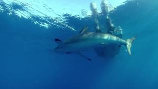 Cuban Shark le requin soyeux [upl. by Essilevi]