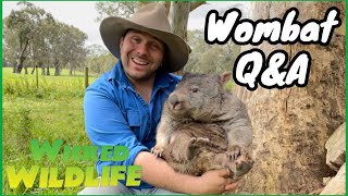 Your Wombat Questions Answered [upl. by Ahsitak]