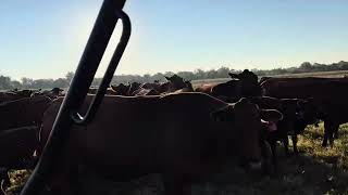 Ben and Rope penning cows [upl. by Roehm]