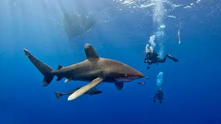 Sharks Close encounters at Elphinstone reef [upl. by Danni854]