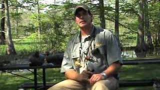 Gadwall Calling Tips [upl. by Fanestil]