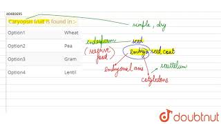 Caryopsis fruit is found in [upl. by Rus]