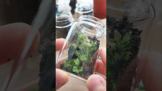 Ficus thunbergii Maxim Terrarium [upl. by Ancelin]